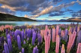 Neuseeland See