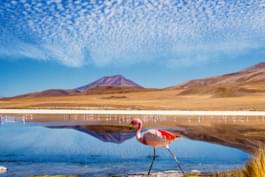 Watch flamingos in Bolivia
