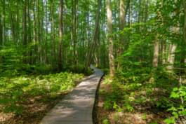 Briesental, cerca de Brandemburgo