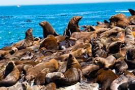 Isla Seal Isla Duiker en Ciudad del Cabo