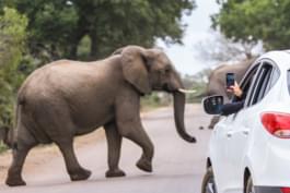 éléphant voiture de location afrique du sud