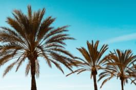 Palmeras en Can Pastilla, Mallorca