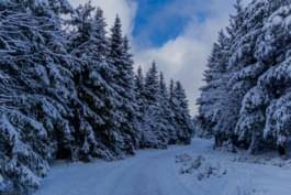 Thüringer Woud in de winter
