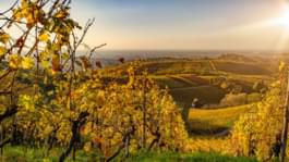 Viti vicino a Offenburg