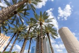 Palme a Tampa, Florida