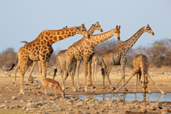 Jirafas en Namibia