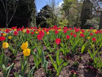 Palmengarten in Frankfurt am Main