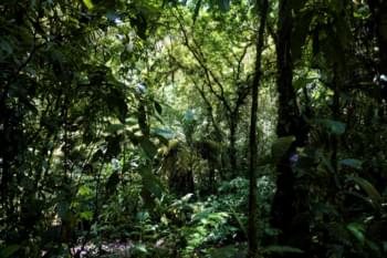 Braulio Carillo Nationaal Park