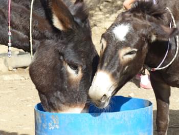 Burro en Lesbos