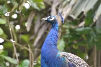 Pavo real en el zoo de Hilo