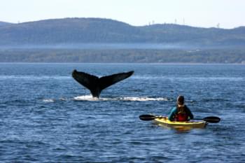 observer baleine tadoussac québec canoë