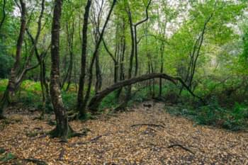 forêt brocéliande bretagne légende roi arthur 