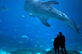 aquarium de Géorgie