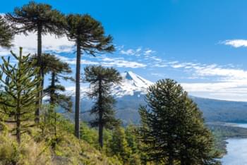 Vlukan Llaima en Conguillío National Park