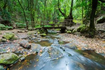 Bosque de laureles El Cedro