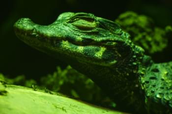 Coccodrillo nello zoo di Wuppertal