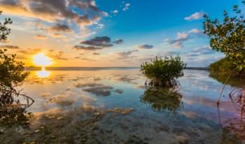 Mangroves at Key Largo