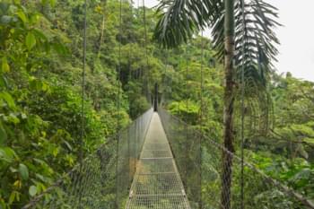 Ponte sospeso nella foresta pluviale