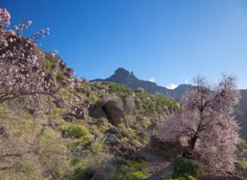 Mandelblüte auf Gran Canaria