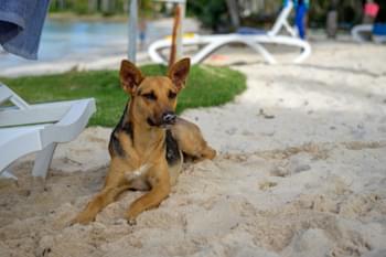 Hund am Strand in Samana