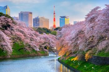 Los cerezos en flor en Tokio