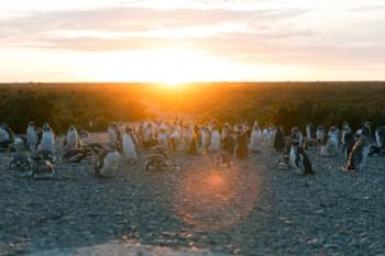 Pinguïns op het strand van Cabo Vírgenes, Argentinië