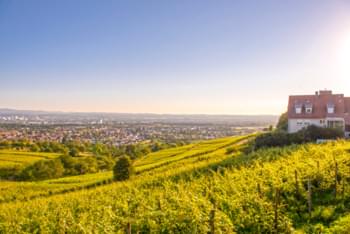 Weinfeld in Lörrach