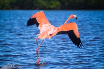 Flamingo bei Rio Lagartos