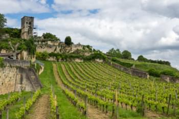 Wijngaarden in Bordeaux
