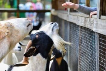 Las cabras en el zoológico del bosque