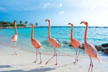 Flamencos en Aruba