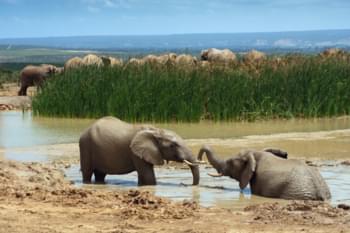 Olifanten in Addo Elephant National Park, Zuid-Afrika