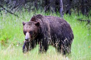 Bär in Kanada