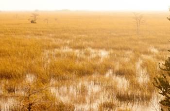 Everglades USA