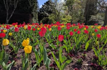 Palmentuin in Frankfurt