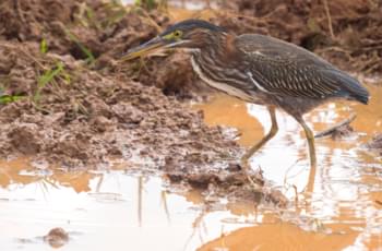 Groene reiger in Cuba Nationaal Park