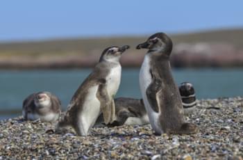 pingouins terre de feu chili