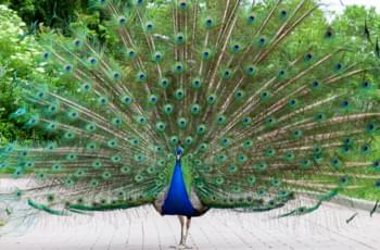 Pfau im Frankfurter Zoo