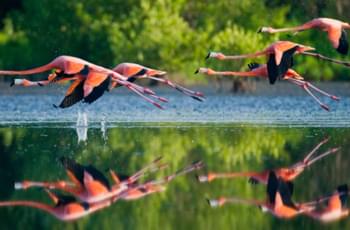 Caribische Flamingo in het Nationaal Park