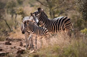 Zebras im Nationalpark, Namibia