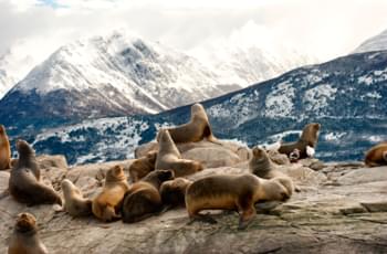 Focas cerca de Ushuaia