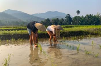 Reis pflanzen, Laos