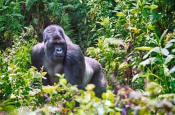 Kuanda Nationalpark