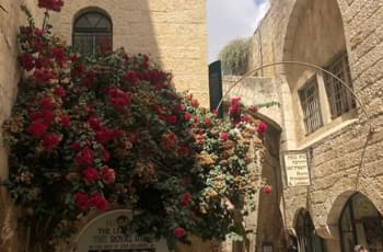 Blumen in einer Gasse Jerusalems