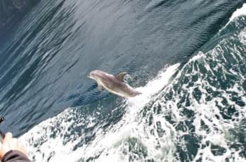 Delfin in Neuseeland