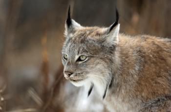 Lynx in Yukon