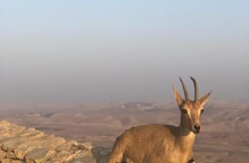 Krater Ramon - Tiere