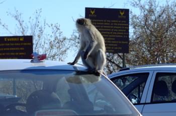 Affe in Kanada