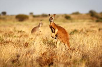 Mit dem MIetwagen unterwegs im Outback Australiens