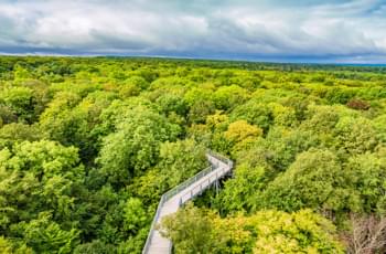 Blick auf den Baumkronenpfad